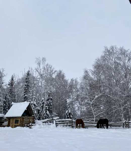 Paisagem Inverno Com Árvores Cobertas Neve — Fotografia de Stock