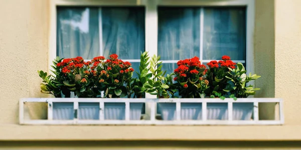 Hermosas Flores Jardín — Foto de Stock