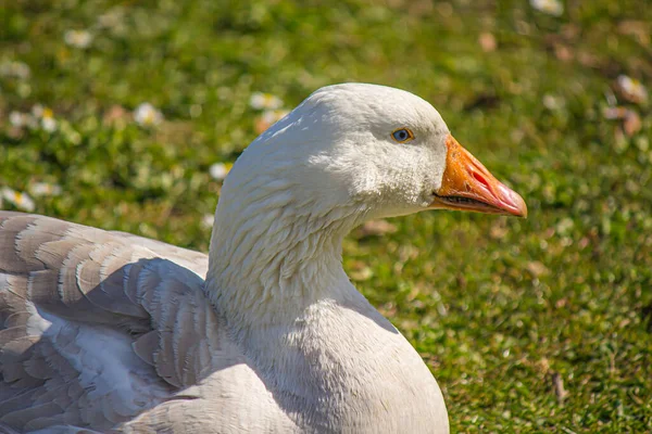 White Goose Park Nature Background — Stock Photo, Image