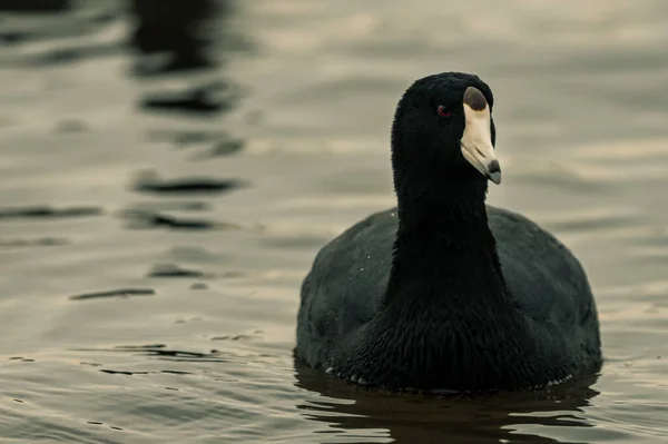 Cisne Preto Lago — Fotografia de Stock