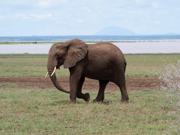 Éléphant Dans Savane Kenya — Photo