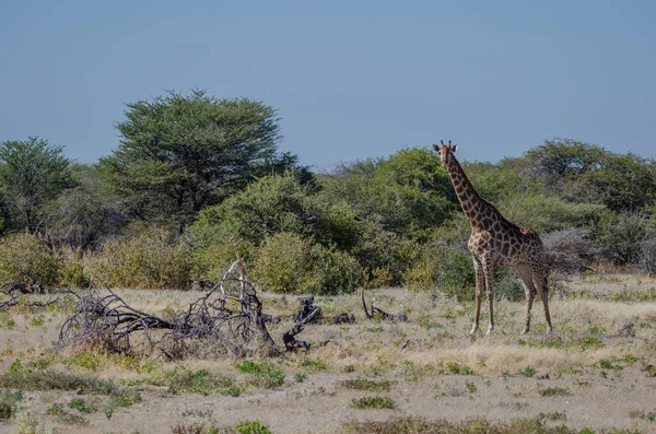 长颈鹿在大草原的景象 — 图库照片