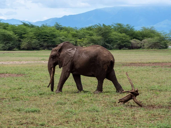 Elefant Der Savanne Von Kenia — Stockfoto