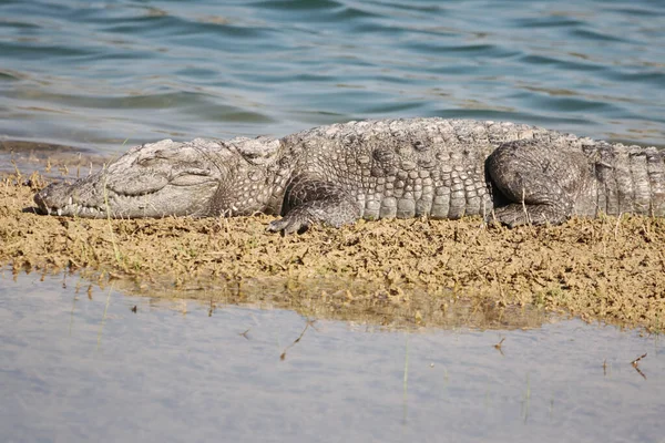 Крокодил Пляже — стоковое фото