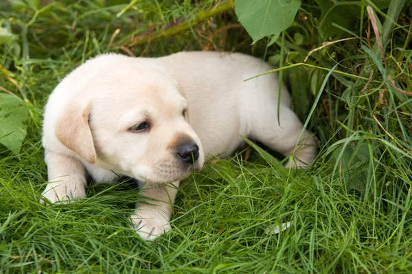 Schattig Klein Geel Labrador Puppy Groen Gras — Stockfoto