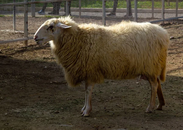 Nahaufnahme Eines Weißen Schafes — Stockfoto