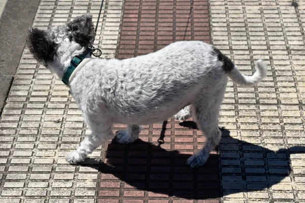 Собака Місті — стокове фото