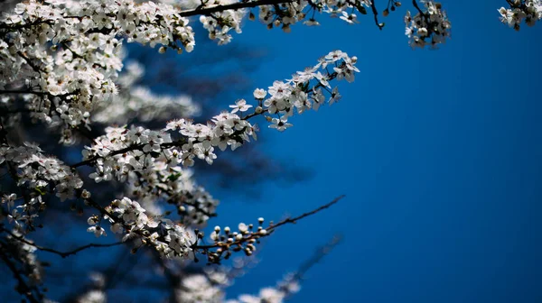 Beautiful White Flowers Background Blue Sky — Stock Photo, Image