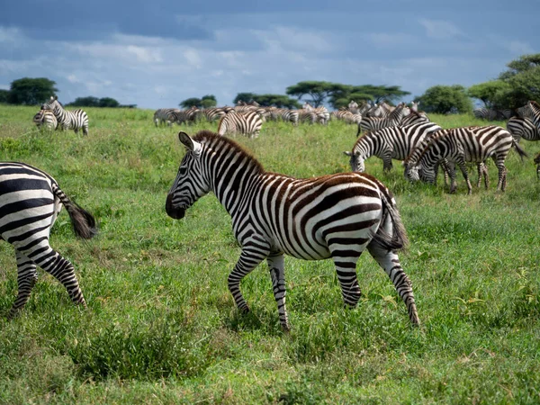 Зебри Савані Кенії — стокове фото
