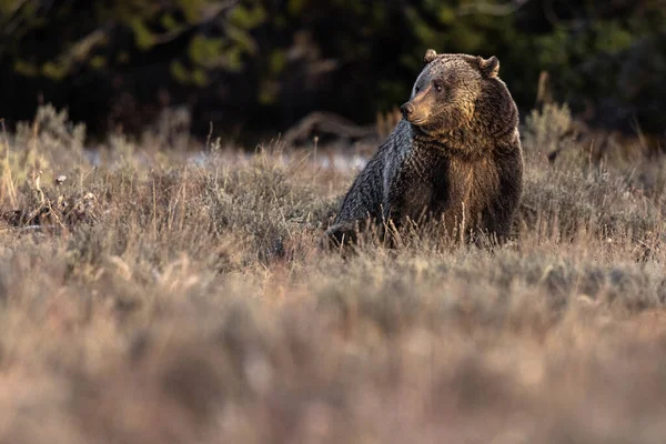 Urso Selvagem Fundo Natureza — Fotografia de Stock