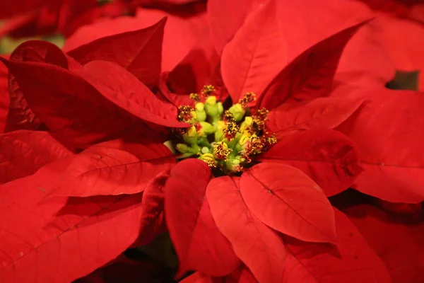 Red Poinsettia Flower White Background — Stock Photo, Image