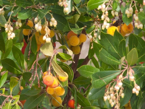 Frutta Gialla Matura Albero — Foto Stock