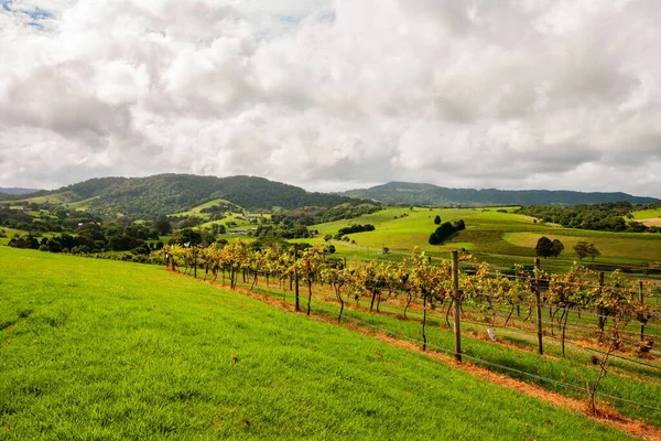 Prachtig Landschap Met Een Wijngaard Achtergrond — Stockfoto