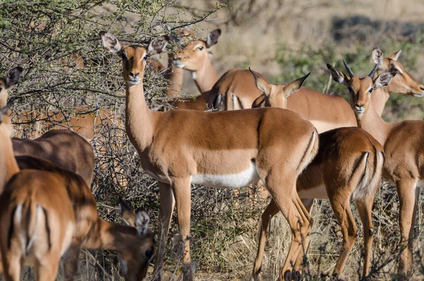 Grupo Animais Selvagens Savana Kenya — Fotografia de Stock