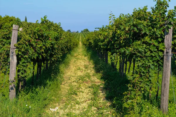 Vigneto Campagna — Foto Stock