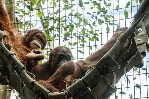 Gros Plan Orang Outan Mignon — Photo