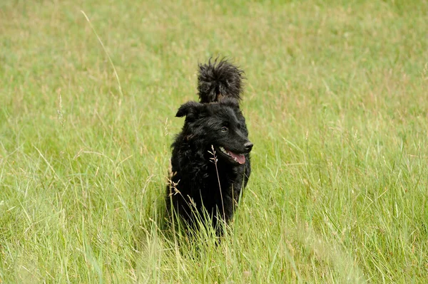 Svart Hund Gräset — Stockfoto