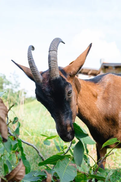 Una Cabra Joven Negra Blanca Está Comiendo Una Vaca Campo — Foto de Stock