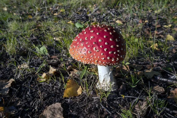 Légy Agaric Gomba Erdőben — Stock Fotó