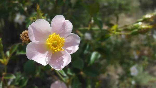 庭の美しい花 — ストック写真