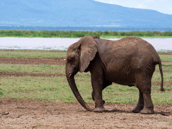 Kenya Savanındaki Afrika Fili — Stok fotoğraf