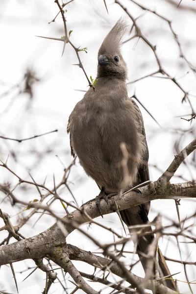 Oiseau Gros Plan Sur Arbre — Photo