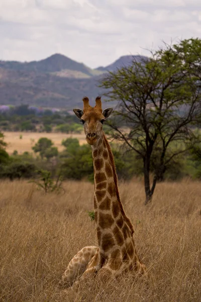 Zsiráf Kenyai Szavannában — Stock Fotó