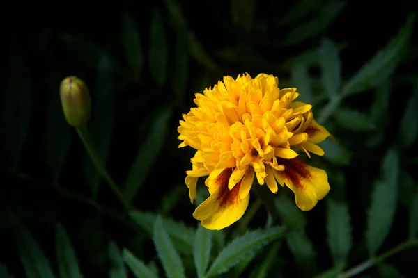 Hermosas Flores Que Crecen Jardín —  Fotos de Stock