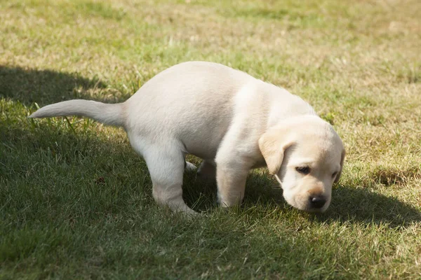 Lindo Perrito Hierba — Foto de Stock