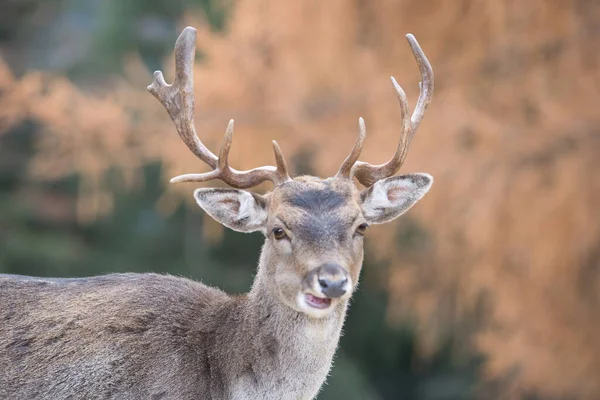 草原の可愛い鹿 — ストック写真