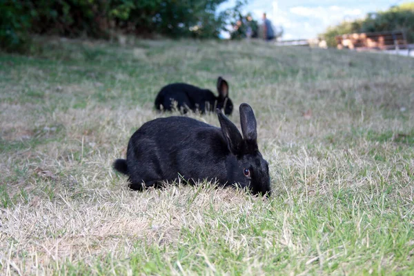 Чорний Кролик Траві — стокове фото