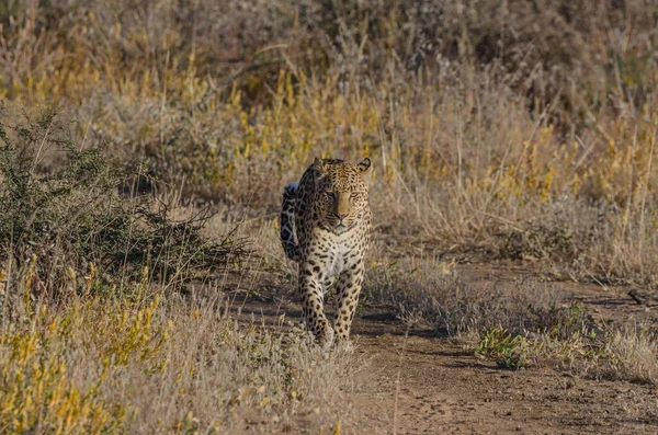 アフリカのサバンナでのチーター — ストック写真