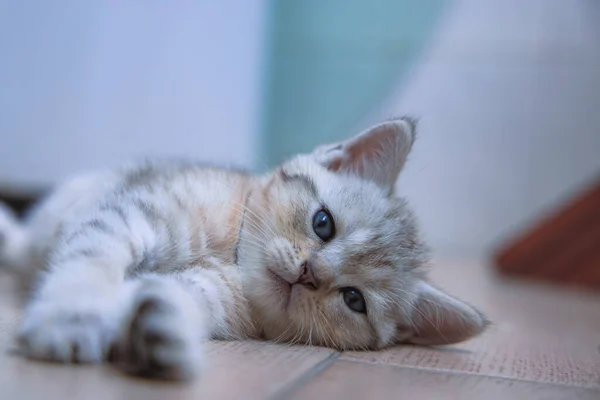 Niedliche Katze Auf Dem Boden — Stockfoto