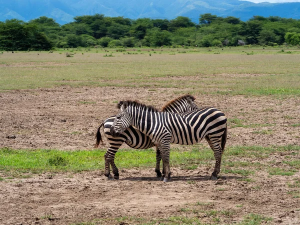 Çayırdaki Zebra — Stok fotoğraf