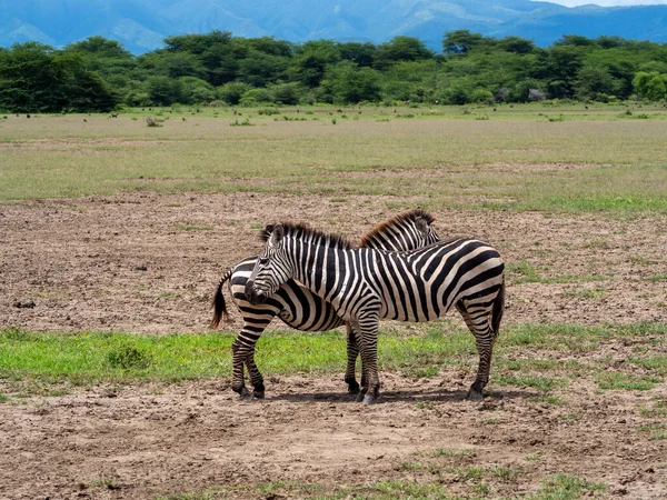 Zèbre Dans Savane — Photo