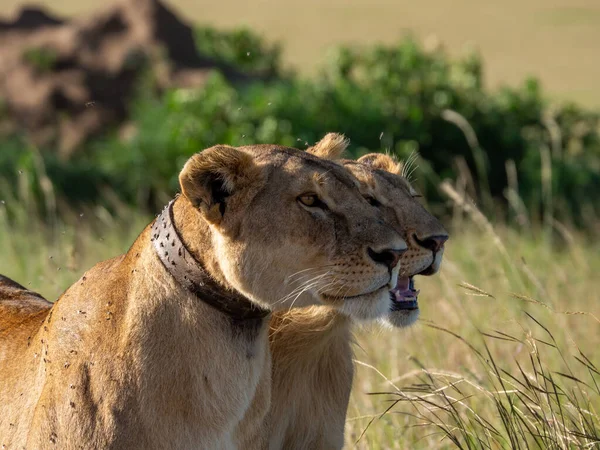 Afrika Nın Bozkırında Bir Erkek Aslana Yaklaş — Stok fotoğraf