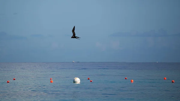 海鸥在海面上飞翔 — 图库照片