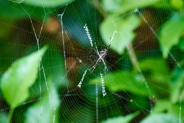 Közeli Kilátás Gyönyörű Vad Természet Kertben Pókhálóval — Stock Fotó