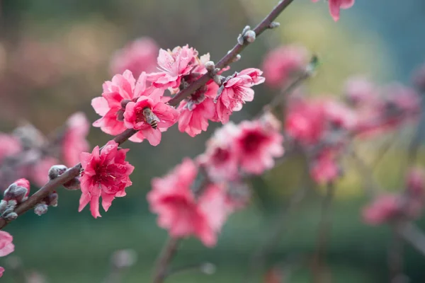 Beautiful Cherry Blossom Sakura Tree Flowers Garden — Stock Photo, Image