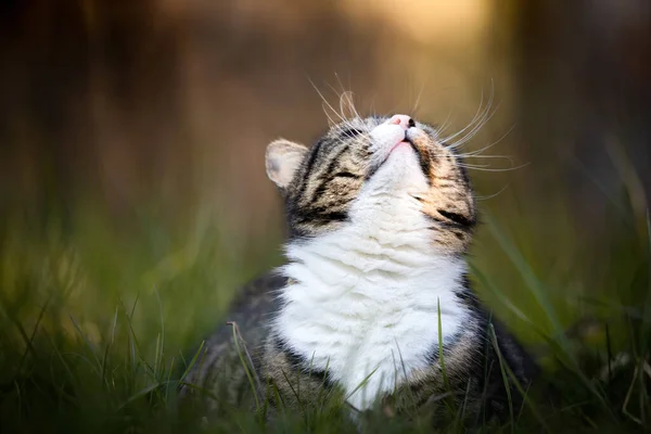 Katze Gras Auf Naturhintergrund — Stockfoto