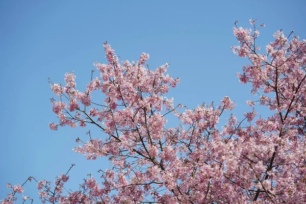 Fleurs Roses Sakura Dans Jardin — Photo