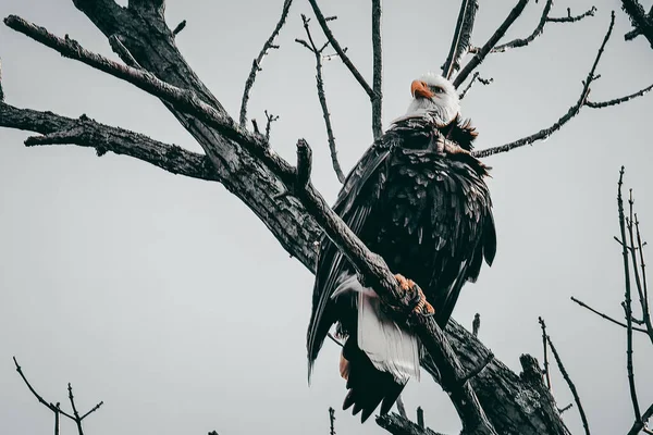 Pássaro Uma Árvore — Fotografia de Stock