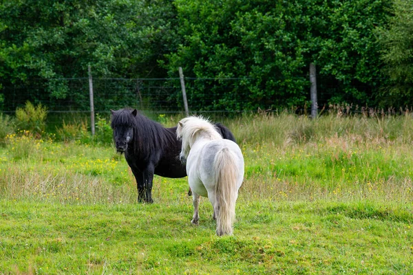农村草地上的马 — 图库照片