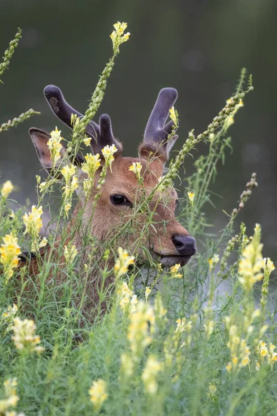 Closeup Shot Cute Dog Meadow — Stock Photo, Image