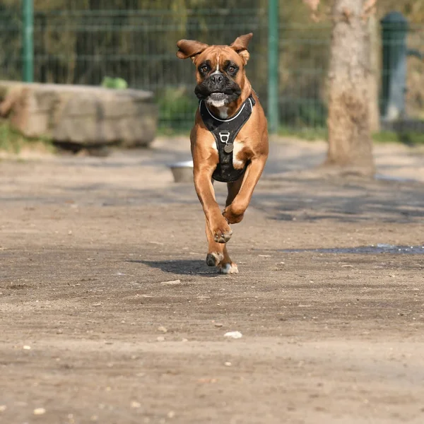 Dog Running Street — Stock Photo, Image