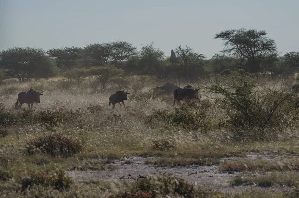 Afrikai Elefántok Kenya Szavannájában — Stock Fotó