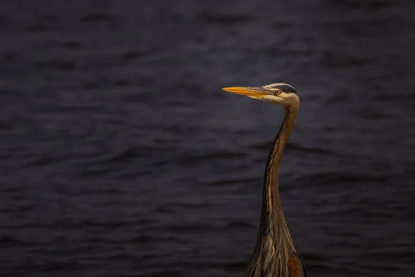 Gros Plan Pélican Dans Eau — Photo