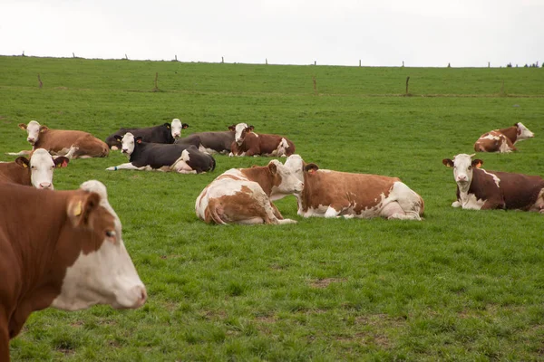 Kühe Grasen Auf Der Grünen Wiese — Stockfoto