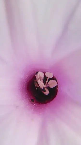 분홍색과 장미의 클로즈업 — 스톡 사진