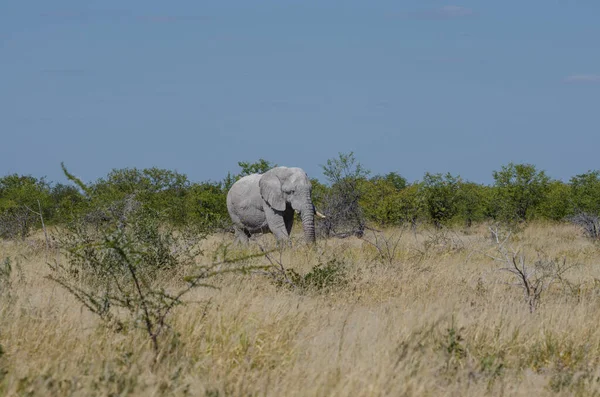 ケニアのサバンナに住むアフリカゾウは — ストック写真